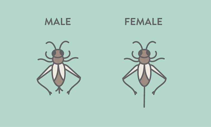 Simple illustration showing the difference between male and female crickets 