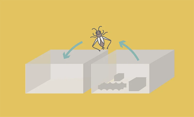 Moving the crickets from the breeding container to the other (harvesting) container 